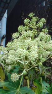 やつでの花